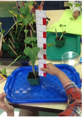 A kindergarten boy uses a standard measurement tool to document and record his bean sprout's growth in the Discovery area.